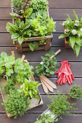 Verschiedene getopfte Gewürzpflanzen auf der Terrasse, lizenzfreies Stockfoto