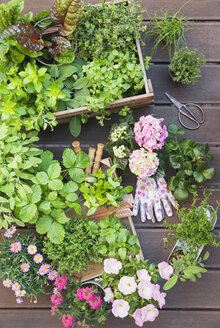 Various potted spice plants and blooming potted plants on terrace - GWF05286