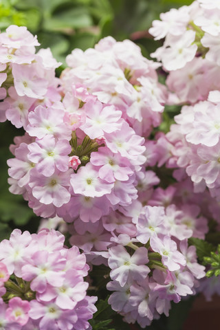 Blühendes rosa Eisenkraut, lizenzfreies Stockfoto