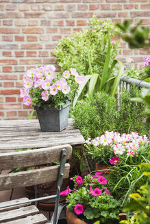 Blühende Sommerblumen in Töpfen und Rosmarin in Töpfen auf dem Balkon - GWF05290