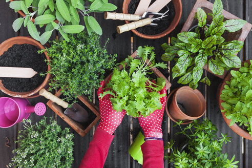 Woman's hands planting herbs on terrace - GWF05292