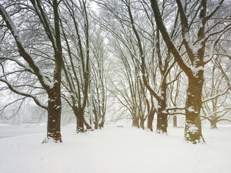 Deutschland, Köln, Winter am Decksteiner Weiher - GWF05298