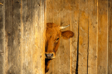 Murnau-Werdenfels Cattle hiding behind wooden wall - LBF01680