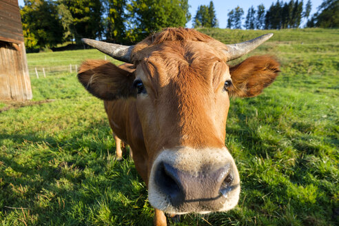 Porträt von Murnau-Werdenfels Rinder auf der Weide - LBF01681