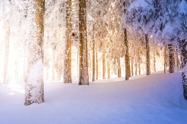 Germany, Baden-Wuerttemberg, snow-covered trees at Black forest near Mummelsee - PUF00789