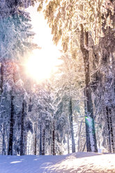 Deutschland, Baden-Württemberg, schneebedeckte Bäume im Schwarzwald bei Mummelsee - PUF00790