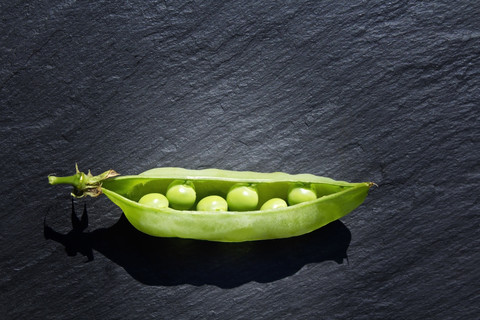 Peasecod auf Schiefer öffnen, lizenzfreies Stockfoto