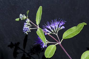 Caryopteris clandonensis vor dunklem Hintergrund - CSF28370