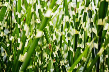 Miscanthus sinensis zebrinus, Nahaufnahme - CSF28374