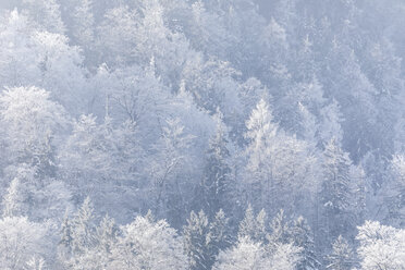 Deutschland, Berchtesgadener Land, schneebedeckte Bäume - MMAF00150