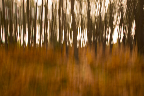 Abstrakter Wald im Herbst - FCF01287