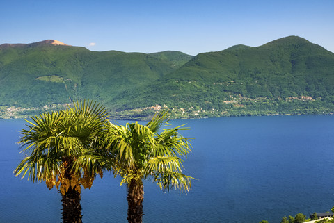 Schweiz, Tessin, Lago Maggiore, Palmen, lizenzfreies Stockfoto