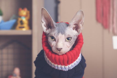 Cat wearing clothes Stock Photos, Royalty Free Cat wearing clothes