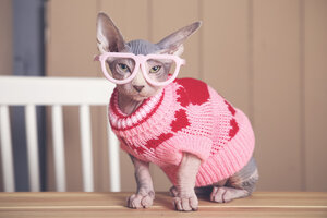 Portrait of Sphynx cat on table wearing pink pullover and funny glasses - RTBF01073
