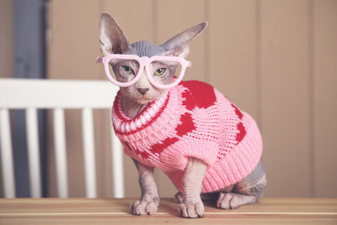 Porträt einer Sphynx-Katze auf einem Tisch mit rosa Pullover und lustiger Brille - RTBF01073