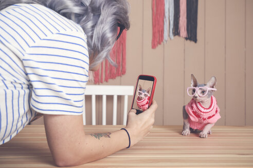 Woman taking cell phone picture of Sphynx cat wearing pullover and funny glasses - RTBF01075