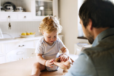 Vater mit kleinem Jungen, der am Küchentisch sitzt und eine Walnuss untersucht - HAPF02284