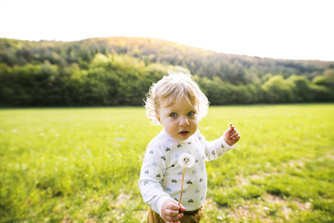 Niedlicher kleiner Junge auf einer Wiese mit Löwenzahn, lizenzfreies Stockfoto