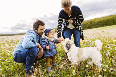 Cute little boy with parents and dog in dandelion field - HAPF02318