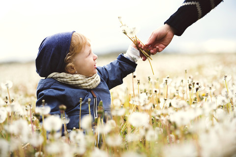 Niedlicher kleiner Junge mit Mutter auf einer Wiese voller Löwenzahn, lizenzfreies Stockfoto