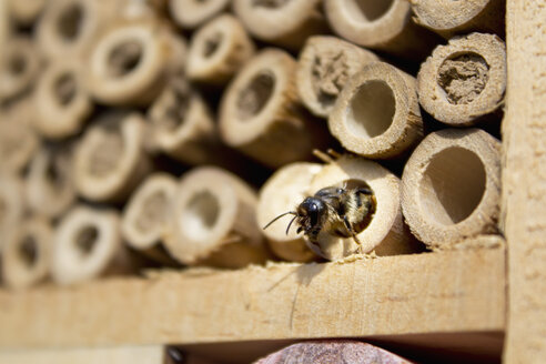 Red mason bee at insect hotel - CSF28379