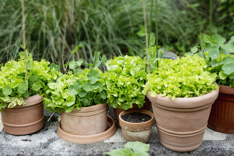 Kapuzinerkresse und Salatvariationen in Pflanztöpfen im Garten, lizenzfreies Stockfoto