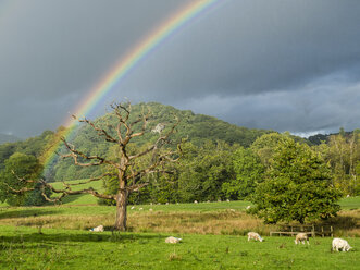 Great Britain, England, Lake District National Park, Dead tree, rainbow and sheep - STSF01319