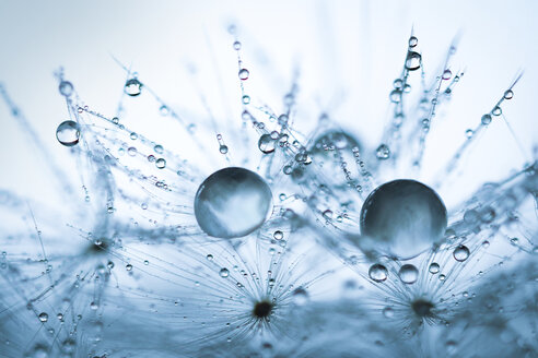 Blue waterdrops - BSTF00121