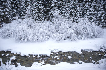 Austria, Salzburg State, Altenmarkt-Zauchensee, snowy bushes on a brook - HHF05508