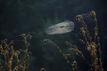 Spider web in backlight - LBF01695