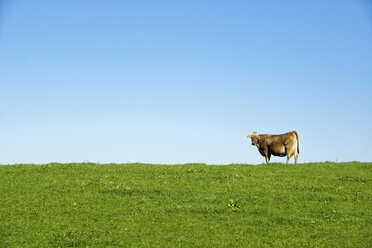 Germany, Bavaria, Allgaeu, cow on pasture - LHF00543