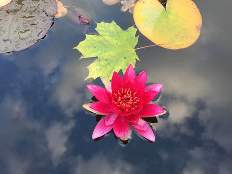 Seerose im Autmn, lizenzfreies Stockfoto