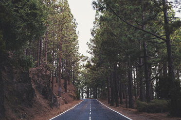 Spain, Tenerife, Corona Forestal Nature Park, empty road - SIPF01817