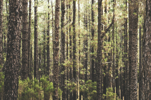 Spanien, Teneriffa, Naturpark Corona Forestal, Baumstämme, lizenzfreies Stockfoto