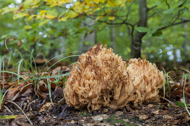 Deutschland, Baden Württemberg, Waldenburger Berge, Ramaria mairei - ALF00728