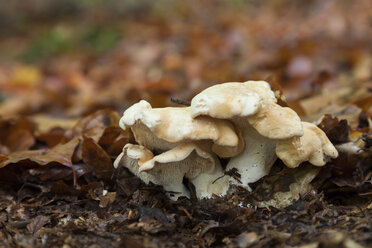 Germany, Waldenburger Berge, Hedgehog mushroom, Hydnum repandum - ALF00729