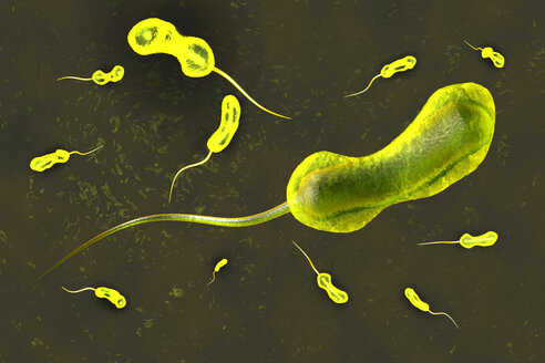 3D gerenderte Illustration einer anatomisch korrekten Annäherung an ein Vibrio cholerae-Bakterium, das die berühmte Cholera-Krankheit verursacht - SPCF00255