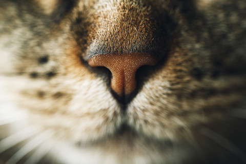 Schnauze einer getigerten Katze, Nahaufnahme, lizenzfreies Stockfoto