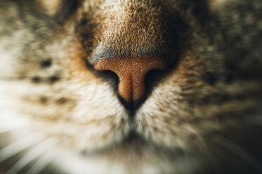 Snout of tabby cat, close-up - RAEF01942