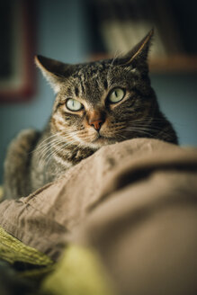 Porträt einer getigerten Katze auf der Couch - RAEF01943