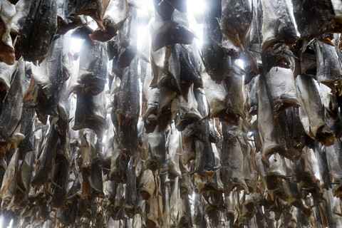 Norwegen, Lofoten, Hamnoy, tote Fische hängen auf, lizenzfreies Stockfoto