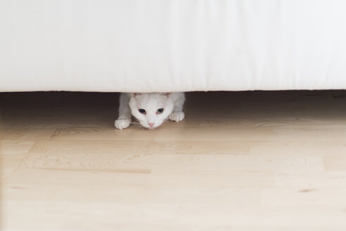 Weiße Katze hockt unter der Couch zu Hause - CHPF00440
