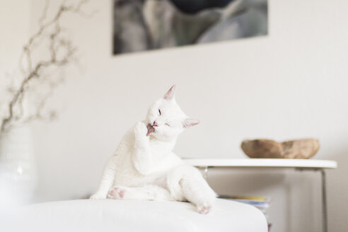 Weiße Katze leckt Pfote im Wohnzimmer - CHPF00441