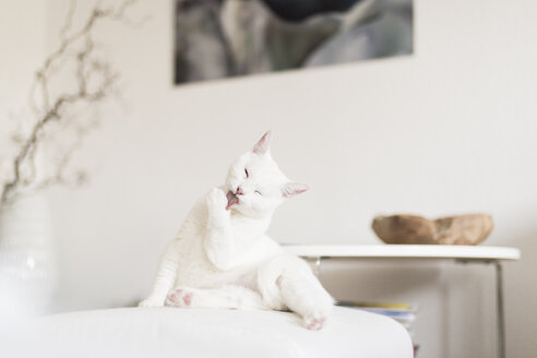 White cat licking paw in the living room - CHPF00441
