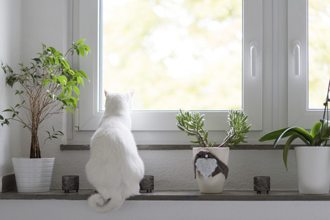Back view of white cat sitting on window sill stock photo