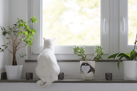 Rückansicht einer weißen Katze, die auf dem Fensterbrett sitzt, lizenzfreies Stockfoto