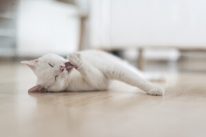 Weiße Katze liegt auf dem Boden des Wohnzimmers und leckt ihre Pfote - CHPF00444