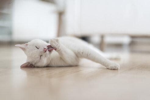 White cat lying on floor of the living room licking paw - CHPF00444