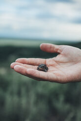 Hand holding a tiny frog - VPIF00234