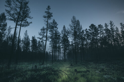 Forest at night - VPIF00254